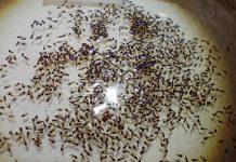 Identifican nueva especie de “polvorita” en los valles de Lluta y Camarones