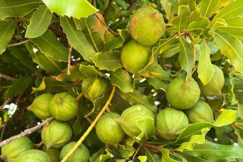 La apuesta de INIA por tres nuevas especies frutales en Ñuble que proyectarán la agricultura regional. Macadamia
