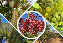 La apuesta de INIA por tres nuevas especies frutales en Ñuble que proyectarán la agricultura regional