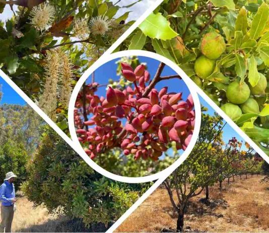 La apuesta de INIA por tres nuevas especies frutales en Ñuble que proyectarán la agricultura regional