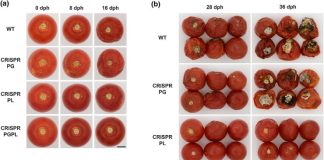 La edición genética podría revolucionar la industria del tomate desarrollando un producto más duradero y sabroso