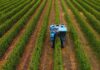 Agricultura de alta densidad en ciruelos D’agen