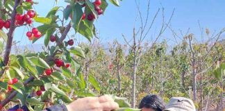 Segregantes adaptados a baja oferta de frío invernal destacan en Día de Campo del Programa de Mejoramiento Genético del Cerezo