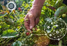 Nuevo Núcleo Milenio aportará a una agricultura sostenible pensada en la salud humana
