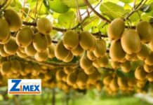 Polinización asistida en kiwis, Zimex