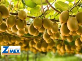 Polinización asistida en kiwis, Zimex