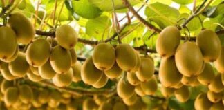 Polinización asistida en kiwis, Zimex