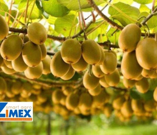 Polinización asistida en kiwis, Zimex