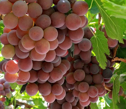 Fedefruta destaca que el presidente Boric conversara con Biden sobre destrabar el Systems Approach para la uva de mesa de exportación chilena a Estados Unidos Fedefruta destaca que el presidente Boric conversara con Biden sobre destrabar el Systems Approach para la uva de mesa de exportación chilena a Estados Unidos