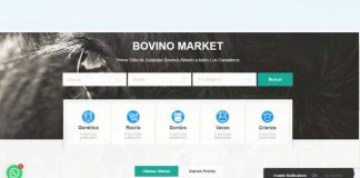 BOVINO MARKET, la nueva plataforma digital de comercialización de ganado impulsada por COWO Incubadora Corfo.