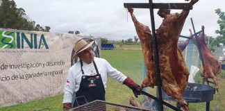 Destacados Chefs realizan degustación de corderos raza INIA en la Región de O’Higgins