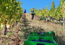 Destacan gran potencial para la producción de vinos en la zona sur