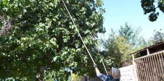Tras casi año y medio de intensa campaña de control SAG logra erradicar mosca de la fruta en Copiapó