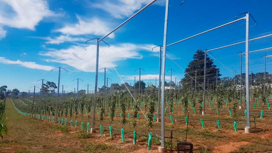Sistema de protección de frutales plantaciones nuevas