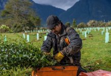 Biósfera Austral y Reforestemos se unen para plantar más de 60 mil árboles nativos en Aysén