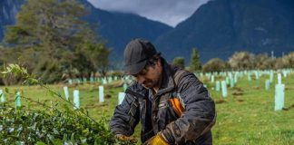 Biósfera Austral y Reforestemos se unen para plantar más de 60 mil árboles nativos en Aysén