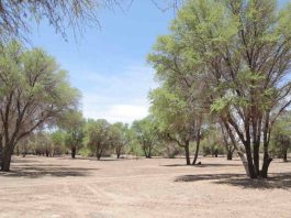 Comunidad de Cucuter y la puesta en valor del Bosque de Tamarugos