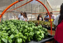 Con cultivo de albahaca, pequeños agricultores de zonas rezagadas diversifican producción hidropónica 