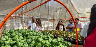 Con cultivo de albahaca, pequeños agricultores de zonas rezagadas diversifican producción hidropónica 
