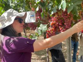 Firme y distinta, así es Munay® la uva sabor moscatel que promete conquistar paladares internacionales