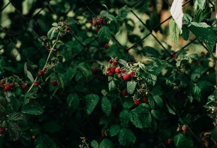 Frambuesas sin suelo la alternativa del cultivo protegido que desafía la sequía