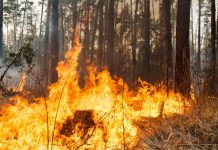 Prevenir y detectar incendios forestales utilizando Inteligencia Artificial 