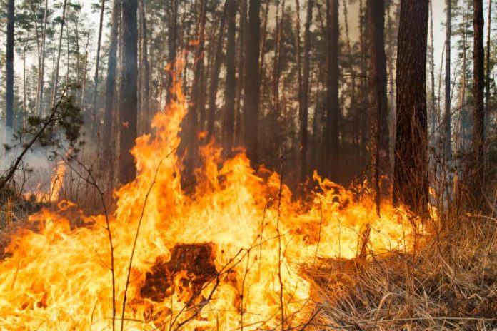 Prevenir y detectar incendios forestales utilizando Inteligencia Artificial 