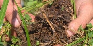 La Agricultura Regenerativa: Un enfoque vital para la sostenibilidad ambiental