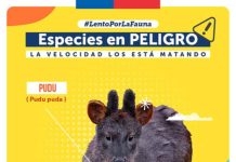 Lento por la Fauna: campaña llama a reducir la velocidad para cuidar especies en peligro de extinción