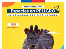 Lento por la Fauna: campaña llama a reducir la velocidad para cuidar especies en peligro de extinción