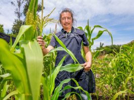 Más de 640 productores acceden a subsidio INDAP en resguardo a caída del precio del maíz 