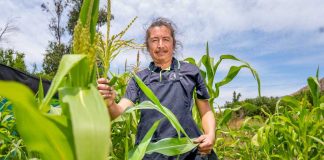 Más de 640 productores acceden a subsidio INDAP en resguardo a caída del precio del maíz 