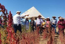 Pequeños agricultores del Secano aprenden rescate de granos tradicionales y ancestrales