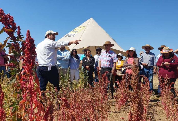 Pequeños agricultores del Secano aprenden rescate de granos tradicionales y ancestrales