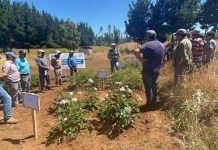 Productores de papa visitan ensayos de nuevas  variedades en la provincia de Arauco