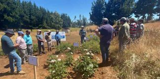 Productores de papa visitan ensayos de nuevas  variedades en la provincia de Arauco