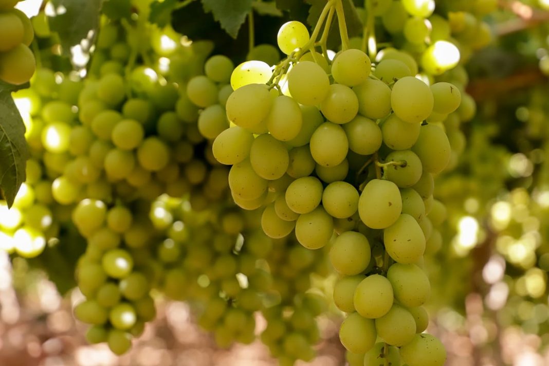Desde Coquimbo presentan plan piloto de Systems Approach para la exportación de uva de mesa a México