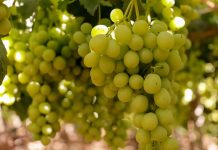 Desde Coquimbo presentan plan piloto de Systems Approach para la exportación de uva de mesa a México