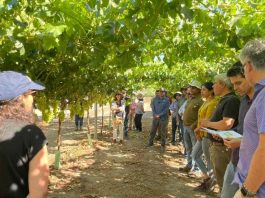 Temprana y con alta productividad, variedad INIA-G4 se alza como alternativa en la industria de la uva de mesa