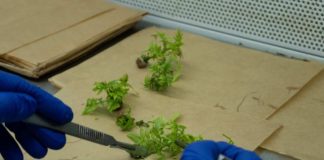 Viveros El Tambo ingresa a la propiedad de Vitrofarm  