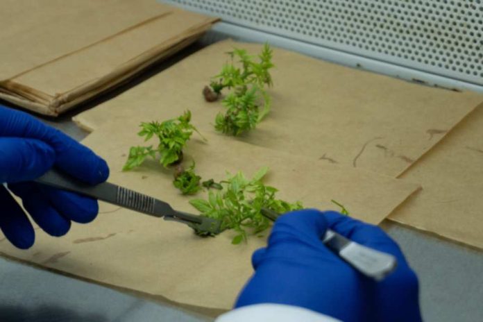 Viveros El Tambo ingresa a la propiedad de Vitrofarm  