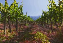 asociación nacional de ingenieros agrónomos enólogos de chile revela primer informe de previsión de vendimia 2024 por regiones vitivinícolas