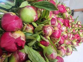 Chile consolida su posición como exportador emergente de flores de corte Chile consolida su posición como exportador emergente de flores de corte