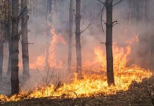 prevenir incendios forestales
