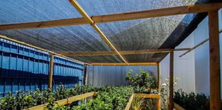 Aclara inicia programa para la revegetación del bosque nativo de preservación con foco en Naranjillos