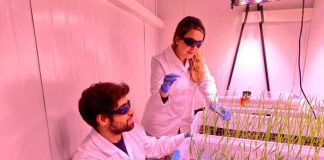 Científicos ponen a Chile a la vanguardia en agricultura sostenible a través del desarrollo de trigo resiliente a la sequía