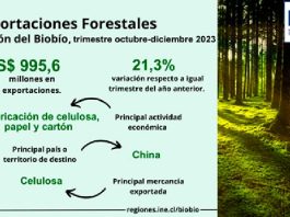 Exportaciones forestales de la Región del Biobío aumentaron 21,3% en el trimestre octubre-diciembre de 2023