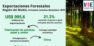 Exportaciones forestales de la Región del Biobío aumentaron 21,3% en el trimestre octubre-diciembre de 2023