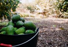 Global Avocado Summit 2024: VUELVE EL DÍA DE LA PALTA