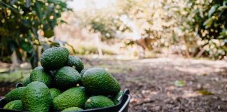 Global Avocado Summit 2024: VUELVE EL DÍA DE LA PALTA